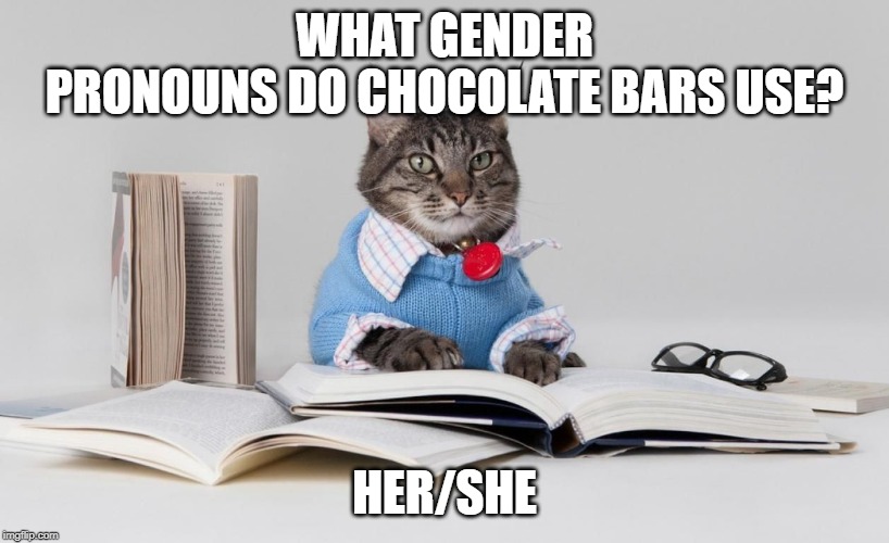 smart cat | WHAT GENDER PRONOUNS DO CHOCOLATE BARS USE? HER/SHE | image tagged in smart cat | made w/ Imgflip meme maker