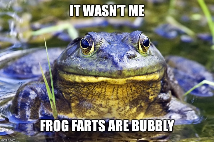 Jeremiah Bullfrog | IT WASN’T ME FROG FARTS ARE BUBBLY | image tagged in jeremiah bullfrog | made w/ Imgflip meme maker