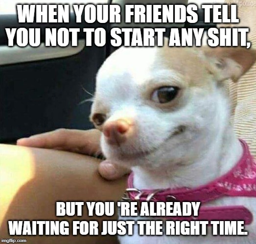 Chihuahua Smirk | WHEN YOUR FRIENDS TELL YOU NOT TO START ANY SHIT, BUT YOU 'RE ALREADY WAITING FOR JUST THE RIGHT TIME. | image tagged in chihuahua smirk | made w/ Imgflip meme maker