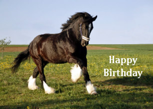High Quality Clydesdale Happy Birthday Blank Meme Template