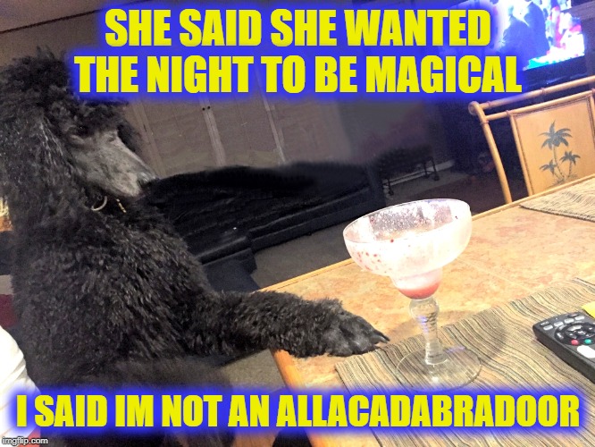 Noah Gump at Bar | SHE SAID SHE WANTED THE NIGHT TO BE MAGICAL; I SAID IM NOT AN ALLACADABRADOOR | image tagged in noah gump at bar | made w/ Imgflip meme maker