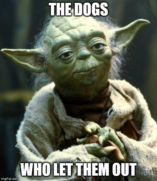 Star Wars Yoda Meme | THE DOGS; WHO LET THEM OUT | image tagged in memes,star wars yoda | made w/ Imgflip meme maker