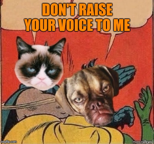 Grump Cat Slapping Grumpy Dog | DON'T RAISE YOUR VOICE TO ME | image tagged in grump cat slapping grumpy dog | made w/ Imgflip meme maker