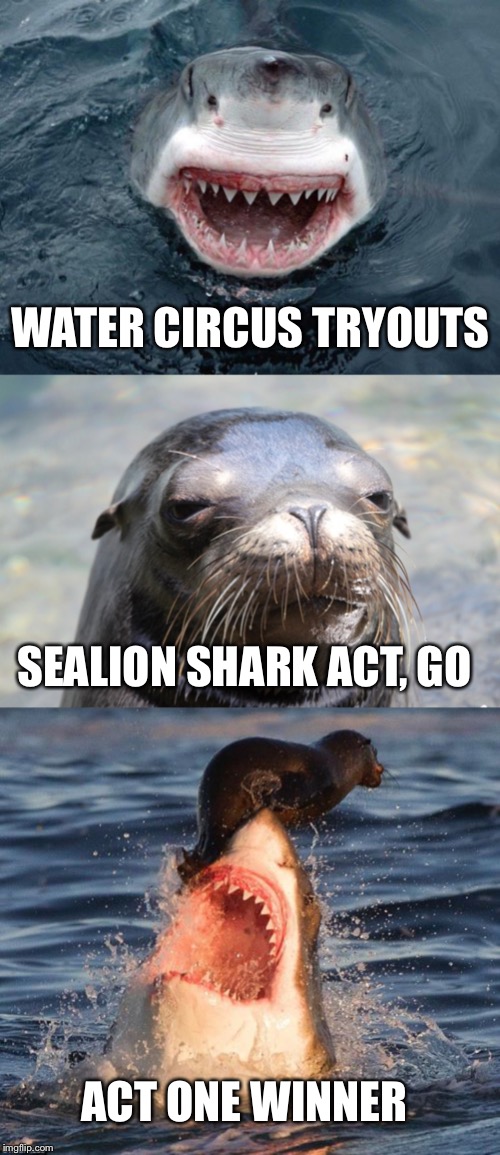 WATER CIRCUS TRYOUTS; SEALION SHARK ACT, GO; ACT ONE WINNER | image tagged in o hai shark,memes,travelonshark,shifty sealion | made w/ Imgflip meme maker
