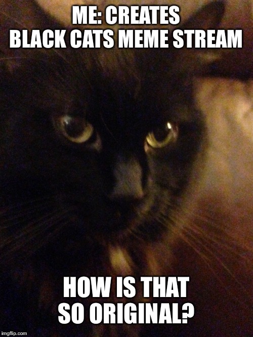 Brom how is that so original? | ME: CREATES BLACK CATS MEME STREAM; HOW IS THAT SO ORIGINAL? | image tagged in brom how is that so original | made w/ Imgflip meme maker