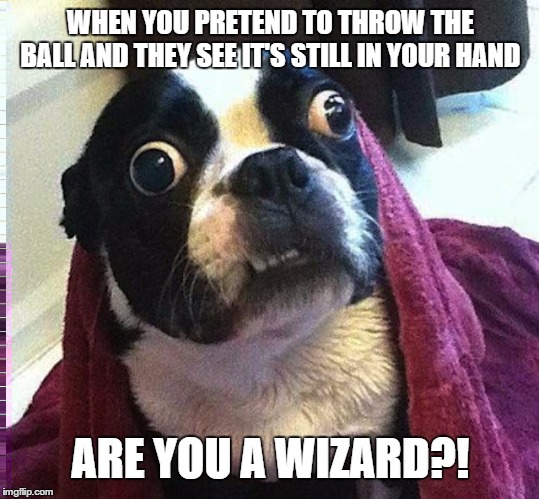 Pretending to throw the ball | WHEN YOU PRETEND TO THROW THE BALL AND THEY SEE IT'S STILL IN YOUR HAND; ARE YOU A WIZARD?! | image tagged in are you a wizard,pretending to throw the ball,doggo,surprised dog | made w/ Imgflip meme maker