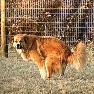 My human wanted to take my picture Blank Meme Template