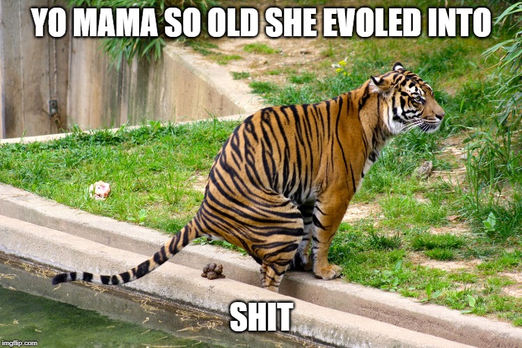 tiger poop | YO MAMA SO OLD SHE EVOLED INTO; SHIT | image tagged in tiger poop | made w/ Imgflip meme maker