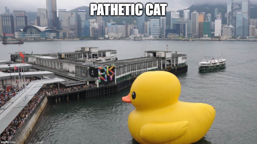 PATHETIC CAT | made w/ Imgflip meme maker