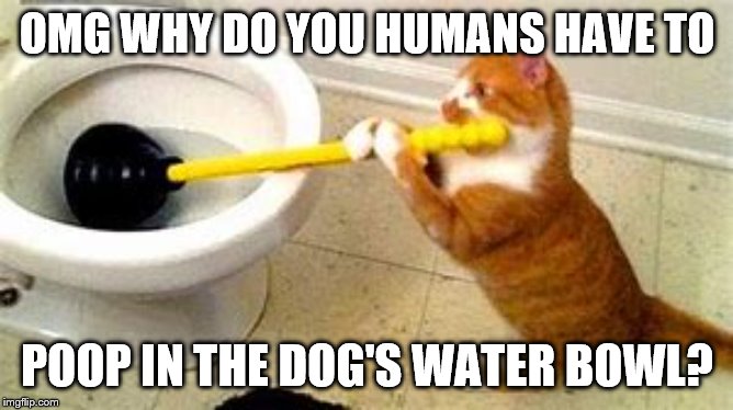 A cat's thoughts | OMG WHY DO YOU HUMANS HAVE TO; POOP IN THE DOG'S WATER BOWL? | image tagged in cat | made w/ Imgflip meme maker