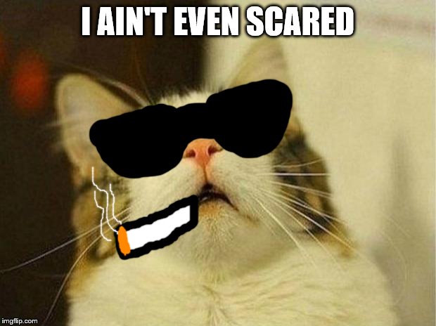 CHILLED KAT | I AIN'T EVEN SCARED | image tagged in memes,scared cat | made w/ Imgflip meme maker
