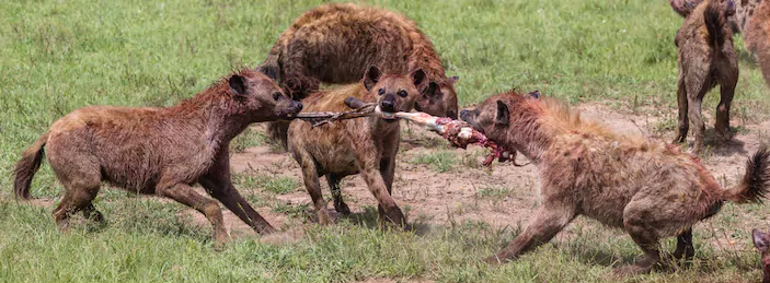 High Quality Hyenas fighting for meat Blank Meme Template