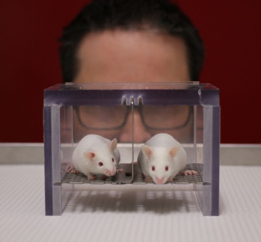 High Quality laboratory rats Blank Meme Template