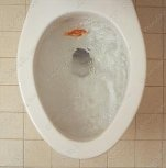 goldfish toilet burial Blank Meme Template