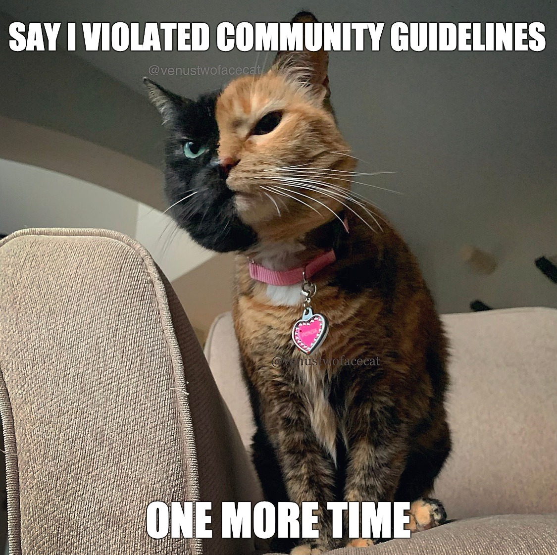Community Guideline glitches got me like | SAY I VIOLATED COMMUNITY GUIDELINES; ONE MORE TIME | image tagged in instagram,angry cat,triggered,cat,two face,grumpy cat not amused | made w/ Imgflip meme maker