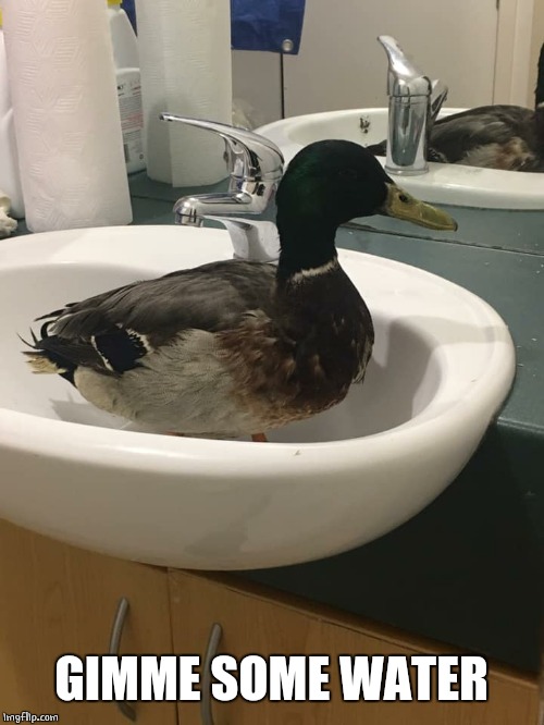 SINK DUCK | GIMME SOME WATER | image tagged in ducks | made w/ Imgflip meme maker