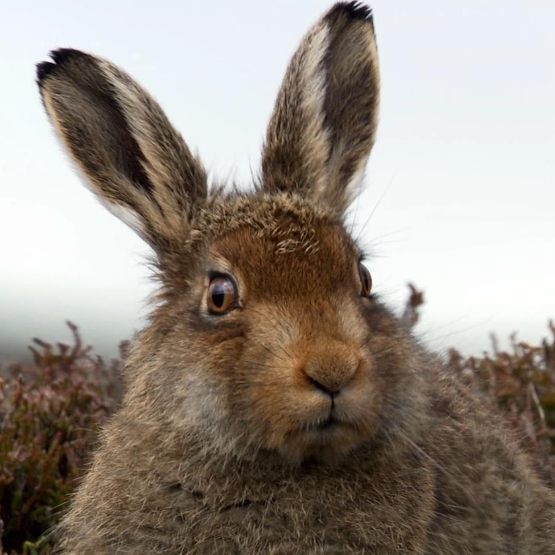 High Quality Stunbunny Blank Meme Template