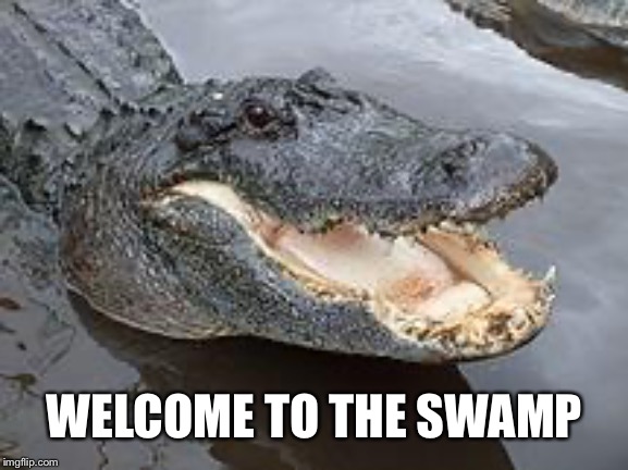 Alligator Wut | WELCOME TO THE SWAMP | image tagged in alligator wut | made w/ Imgflip meme maker