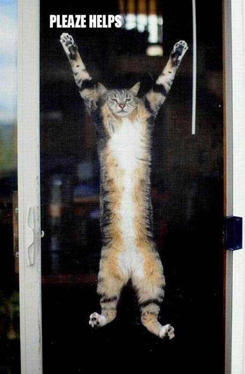 image tagged in funny,cats,animals