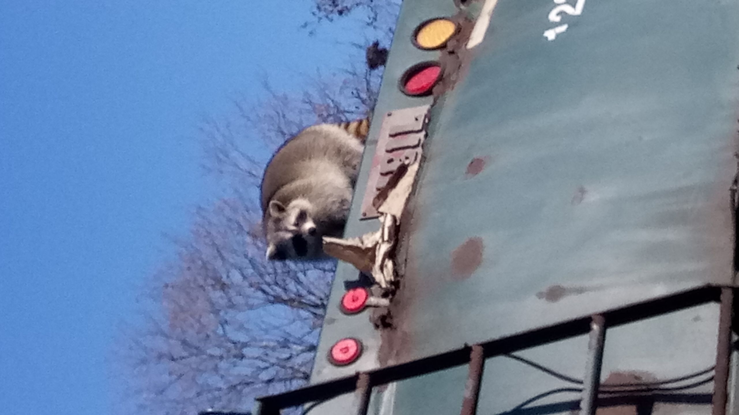 High Quality Garbage truck racoon Blank Meme Template