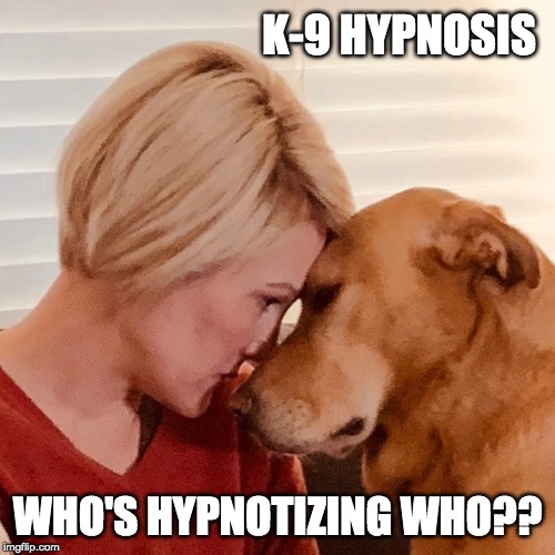 K-9 Hypnosis | K-9 HYPNOSIS; WHO'S HYPNOTIZING WHO?? | image tagged in dogs,hypnosis,hypnotic | made w/ Imgflip meme maker