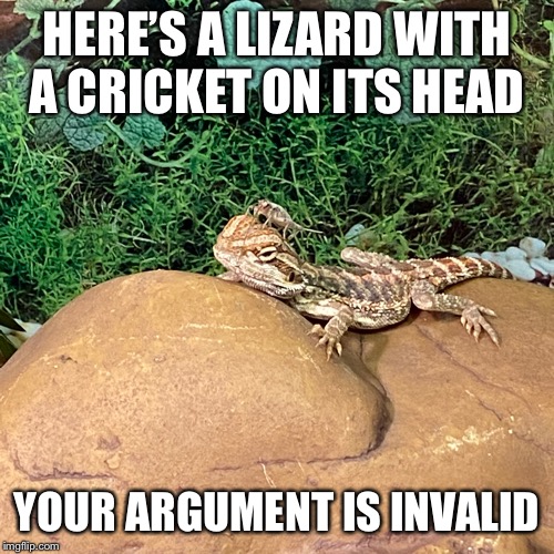 Your Argument Is Invalid | HERE’S A LIZARD WITH A CRICKET ON ITS HEAD; YOUR ARGUMENT IS INVALID | image tagged in your argument is invalid,lizard,cricket | made w/ Imgflip meme maker