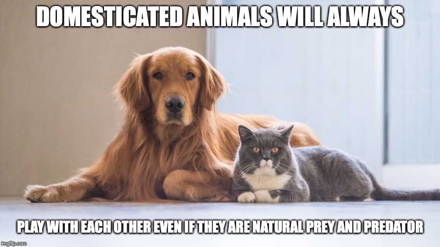 Pet Cat With Dog | DOMESTICATED ANIMALS WILL ALWAYS; PLAY WITH EACH OTHER EVEN IF THEY ARE NATURAL PREY AND PREDATOR | image tagged in pets,cat,dog,memes | made w/ Imgflip meme maker