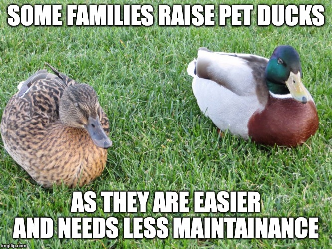 Pet Ducks | SOME FAMILIES RAISE PET DUCKS; AS THEY ARE EASIER AND NEEDS LESS MAINTAINANCE | image tagged in ducks,memes,pets | made w/ Imgflip meme maker