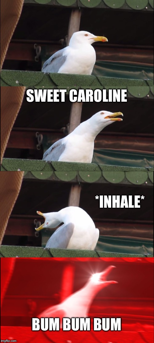 Inhaling Seagull | SWEET CAROLINE; *INHALE*; BUM BUM BUM | image tagged in memes,inhaling seagull | made w/ Imgflip meme maker