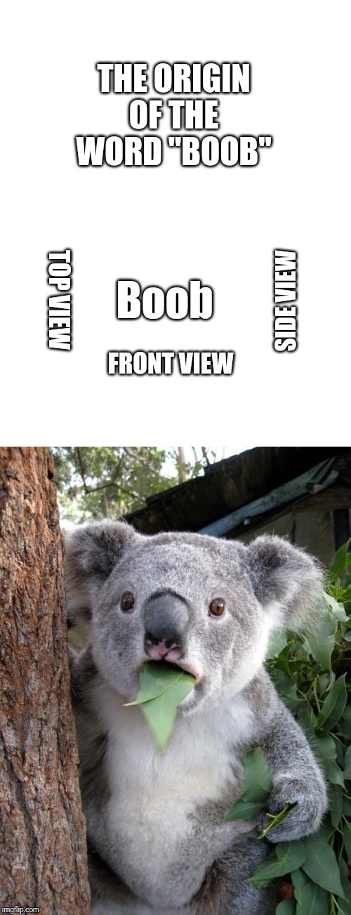 THE ORIGIN OF THE WORD "BOOB"; TOP VIEW; Boob; SIDE VIEW; FRONT VIEW | image tagged in memes,surprised koala,blank white template,funny memes,funny | made w/ Imgflip meme maker