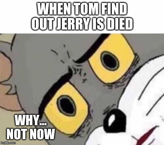 Tom Cat Unsettled Close up | WHEN TOM FIND OUT JERRY IS DIED; WHY... NOT NOW | image tagged in tom cat unsettled close up | made w/ Imgflip meme maker