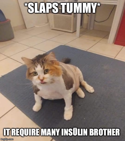 Too many loops | *SLAPS TUMMY*; IT REQUIRE MANY INSŪLIN BROTHER | image tagged in funny cats | made w/ Imgflip meme maker