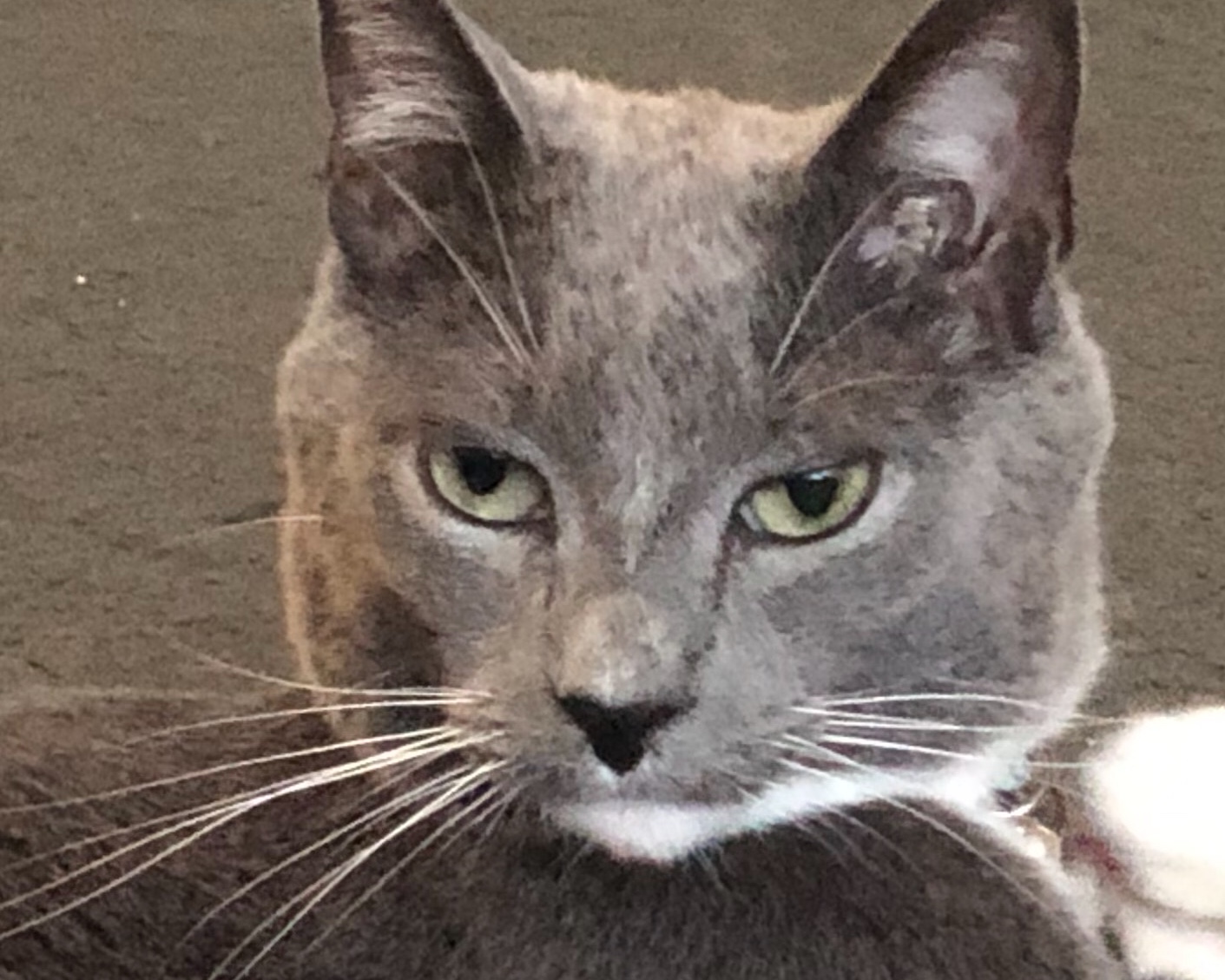 High Quality Disapproved Cat Blank Meme Template