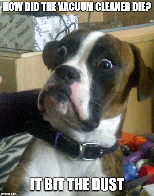 Surprised Dog | HOW DID THE VACUUM CLEANER DIE? IT BIT THE DUST | image tagged in surprised dog | made w/ Imgflip meme maker