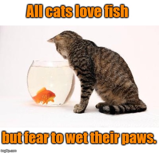 cats love fish | All cats love fish; but fear to wet their paws. | image tagged in cats | made w/ Imgflip meme maker