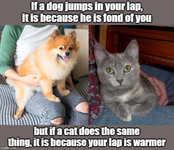Dog and cat | If a dog jumps in your lap, it is because he is fond of you; but if a cat does the same thing, it is because your lap is warmer | image tagged in cat | made w/ Imgflip meme maker