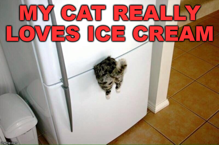 He seems to be in the freezer and awfully long time though. | MY CAT REALLY LOVES ICE CREAM | image tagged in cats,ice cream | made w/ Imgflip meme maker