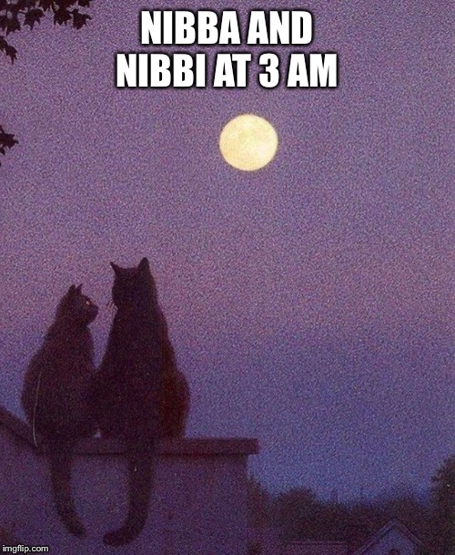 NIBBA AND NIBBI AT 3 AM | image tagged in funny | made w/ Imgflip meme maker