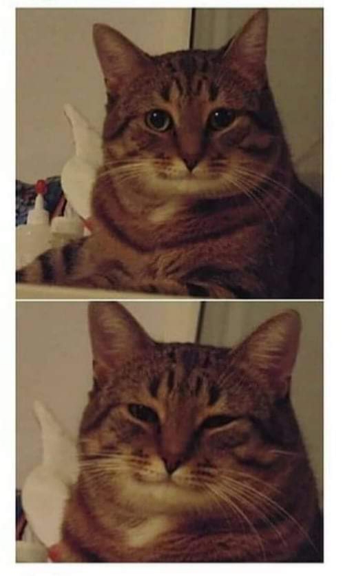 High Quality Gentle cat Blank Meme Template