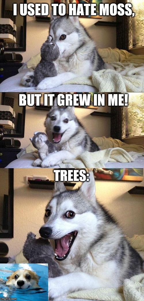Bad Pun Dog Meme | I USED TO HATE MOSS, BUT IT GREW IN ME! TREES: | image tagged in memes,bad pun dog | made w/ Imgflip meme maker