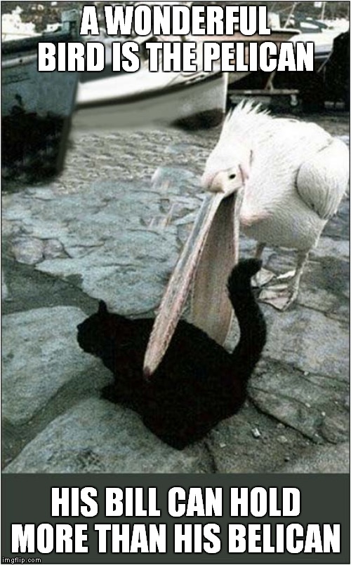 Pelican Vs Tasty Cat | A WONDERFUL BIRD IS THE PELICAN; HIS BILL CAN HOLD MORE THAN HIS BELICAN | image tagged in fun,pelican,poetry | made w/ Imgflip meme maker