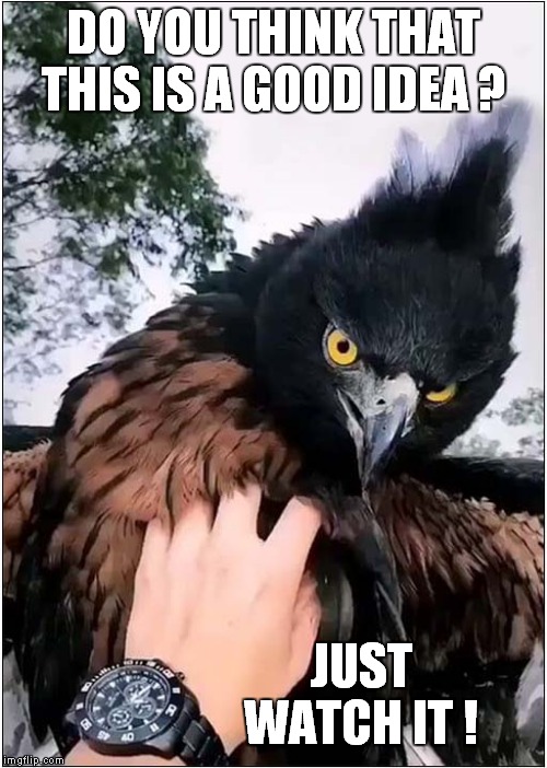 Unhappy Eagle | DO YOU THINK THAT THIS IS A GOOD IDEA ? JUST WATCH IT ! | image tagged in fun,eagle | made w/ Imgflip meme maker