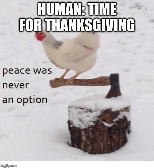 Peace was never an option chicken | HUMAN: TIME FOR THANKSGIVING | image tagged in peace was never an option chicken | made w/ Imgflip meme maker