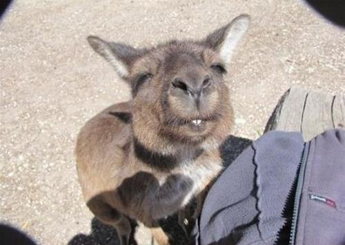 image tagged in funny,animals