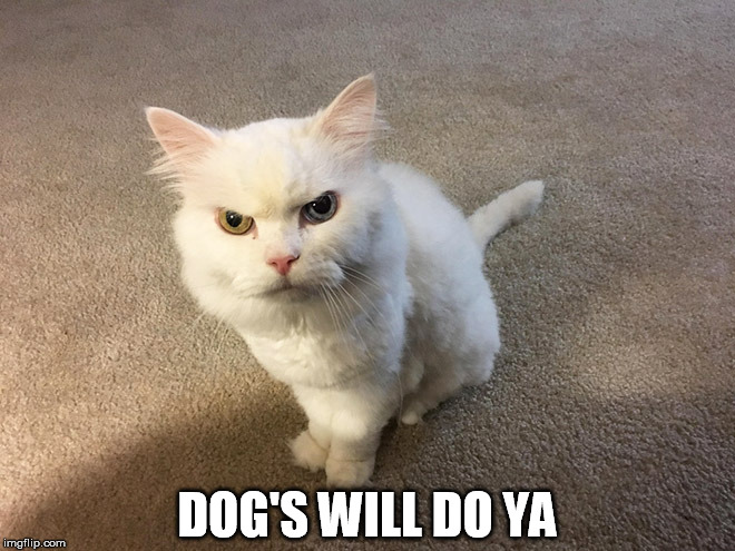Kitty not a friend of dogs | DOG'S WILL DO YA | image tagged in hate cat,cat | made w/ Imgflip meme maker