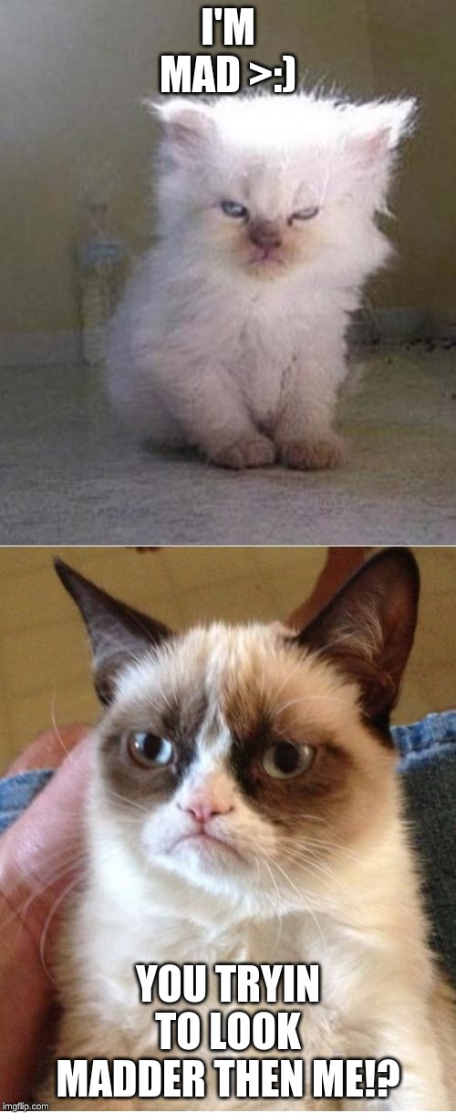 Grumpy Cats | I'M MAD >:); YOU TRYIN TO LOOK MADDER THEN ME!? | image tagged in grumpy cats | made w/ Imgflip meme maker