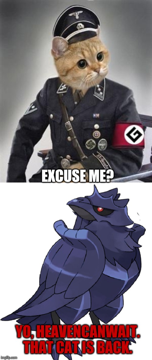 YO, HEAVENCANWAIT. THAT CAT IS BACK. EXCUSE ME? | image tagged in grammar nazi cat,did i stutter corviknight | made w/ Imgflip meme maker