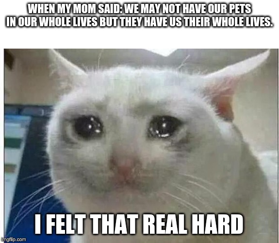 crying cat | WHEN MY MOM SAID: WE MAY NOT HAVE OUR PETS IN OUR WHOLE LIVES BUT THEY HAVE US THEIR WHOLE LIVES. I FELT THAT REAL HARD | image tagged in crying cat | made w/ Imgflip meme maker