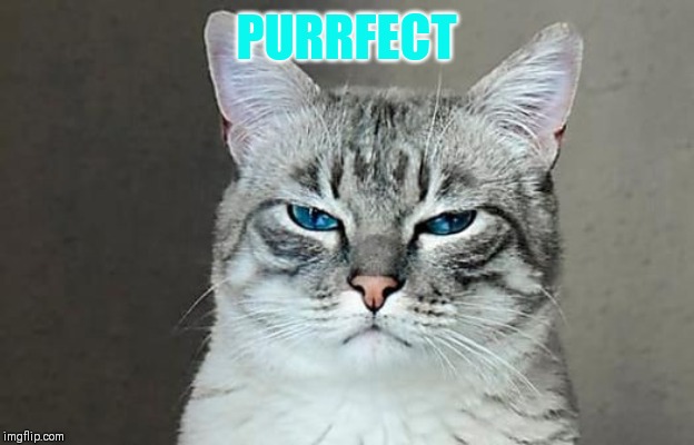 PURRFECT | made w/ Imgflip meme maker