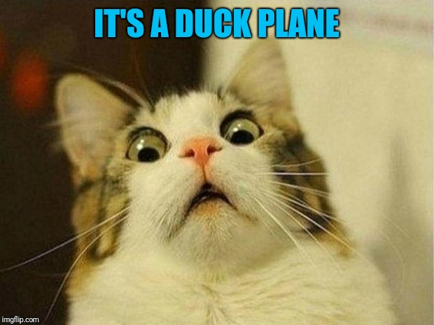 Scared Cat Meme | IT'S A DUCK PLANE | image tagged in memes,scared cat | made w/ Imgflip meme maker